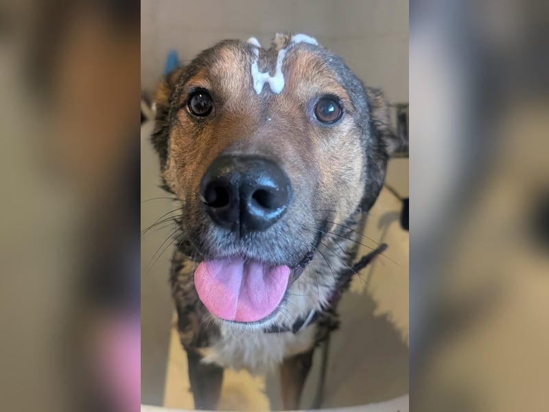 Sharo, dein neuer bester Freund auf 4 Pfoten