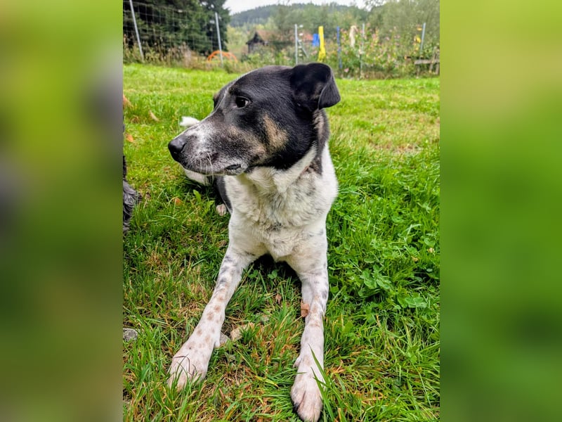 Tiger, auf der Suche nach dem großen Glück