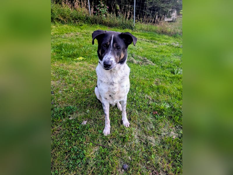 Tiger, auf der Suche nach dem großen Glück