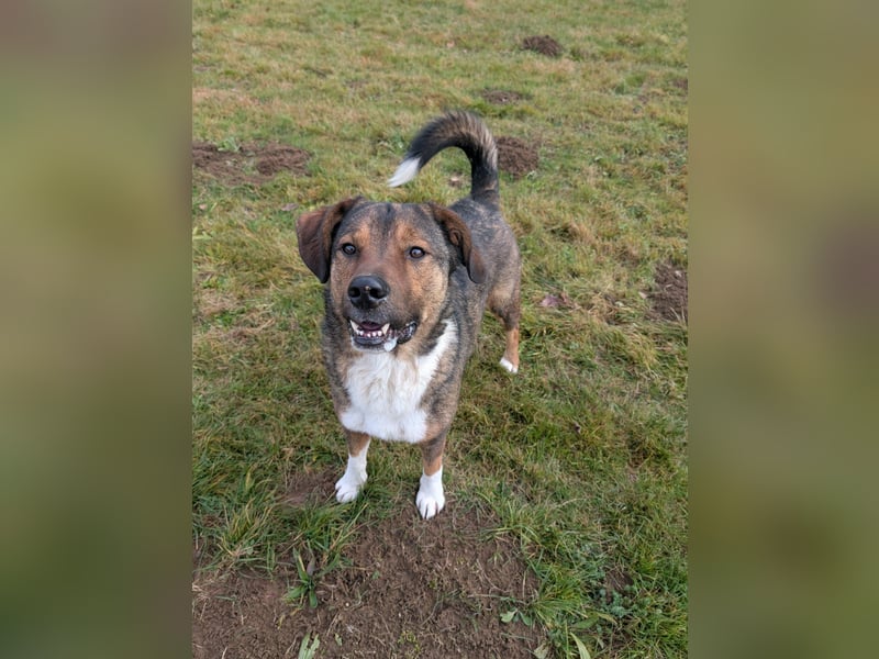 Sharo, dein neuer bester Freund auf 4 Pfoten