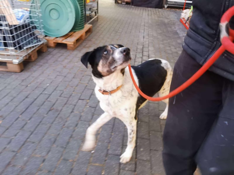 Tiger, auf der Suche nach dem großen Glück