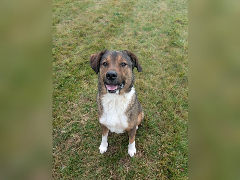 Sharo, dein neuer bester Freund auf 4 Pfoten