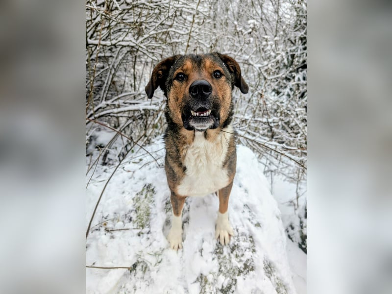 Sharo, dein neuer bester Freund auf 4 Pfoten