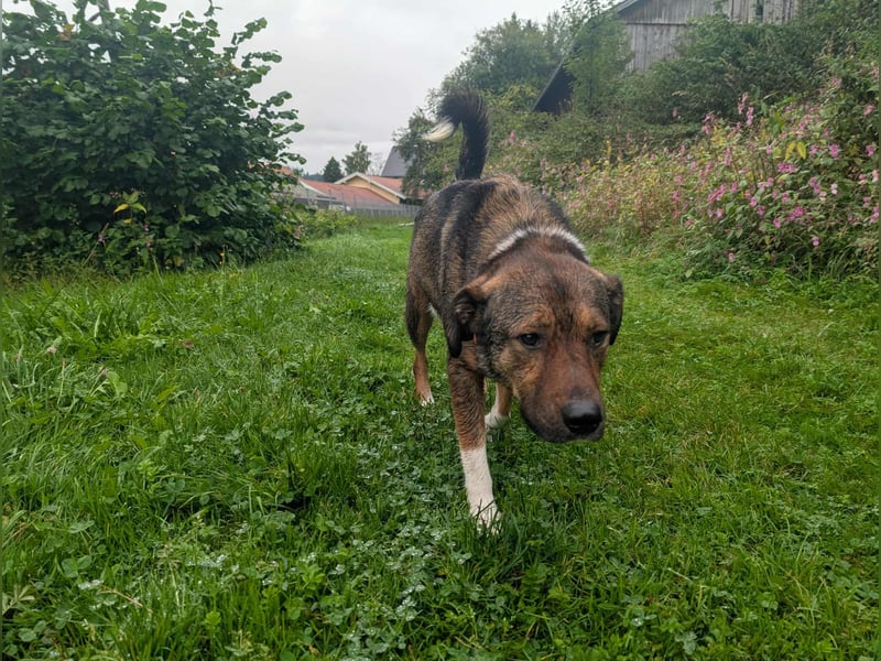 Sharo, ich warte auf Euch