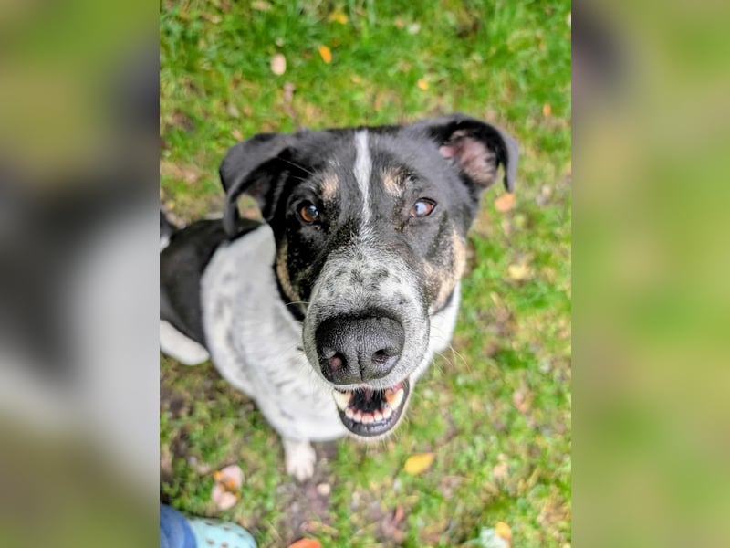 Tiger, auf der Suche nach dem großen Glück