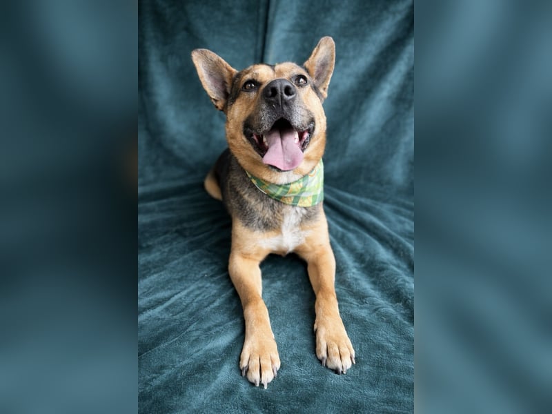 Mancs- Aktiver, sozialverträglicher, kinderlieber Traumrüde