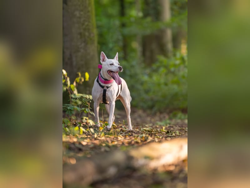 Angel - sportliche menschenbezogene Hündin