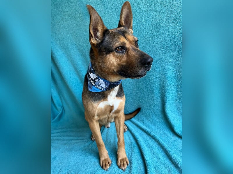 Mancs- Aktiver, sozialverträglicher, kinderlieber Traumrüde