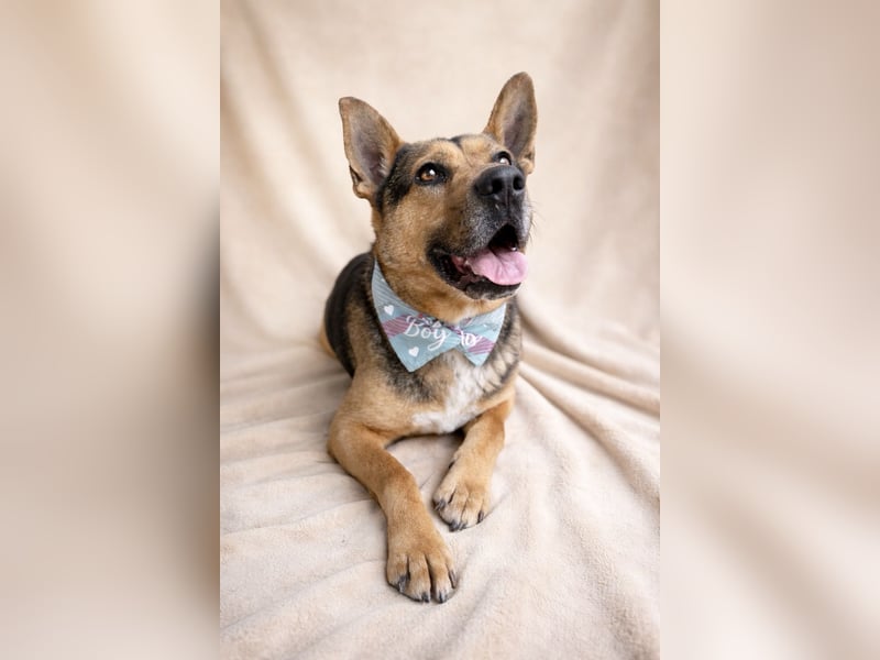 Mancs- Aktiver, sozialverträglicher, kinderlieber Traumrüde