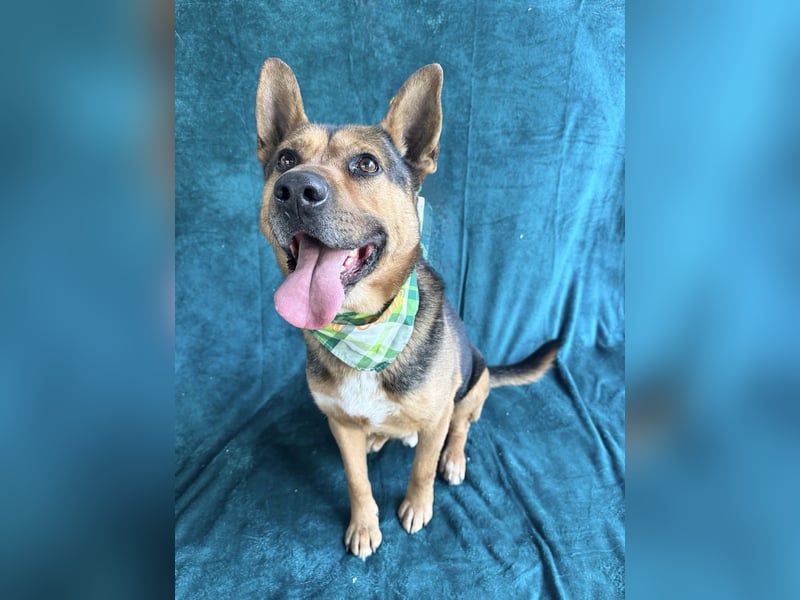 Mancs- Aktiver, sozialverträglicher, kinderlieber Traumrüde