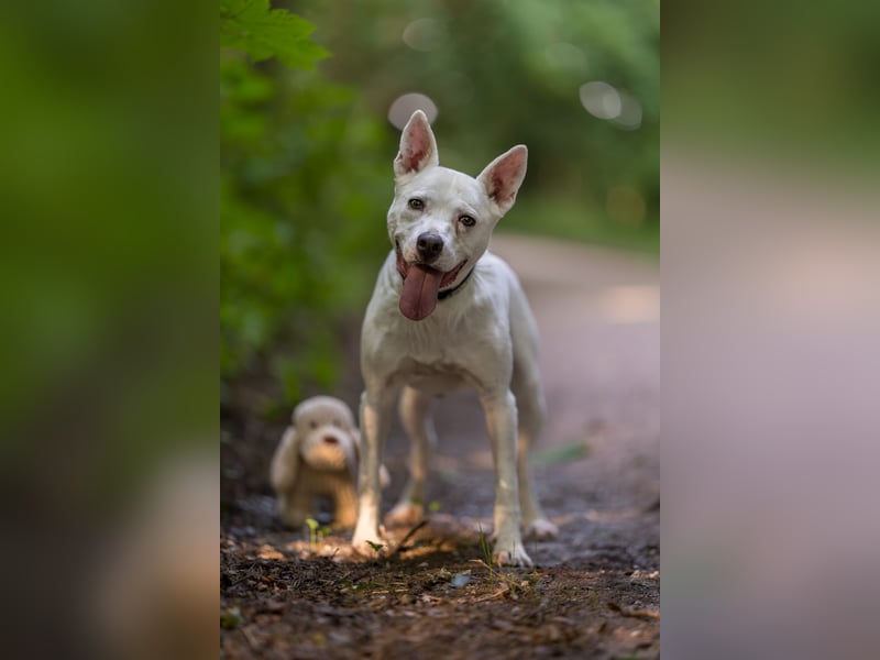Angel - sportliche menschenbezogene Hündin