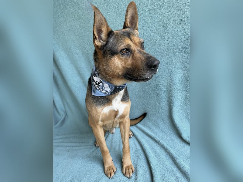 Mancs- Aktiver, sozialverträglicher, kinderlieber Traumrüde