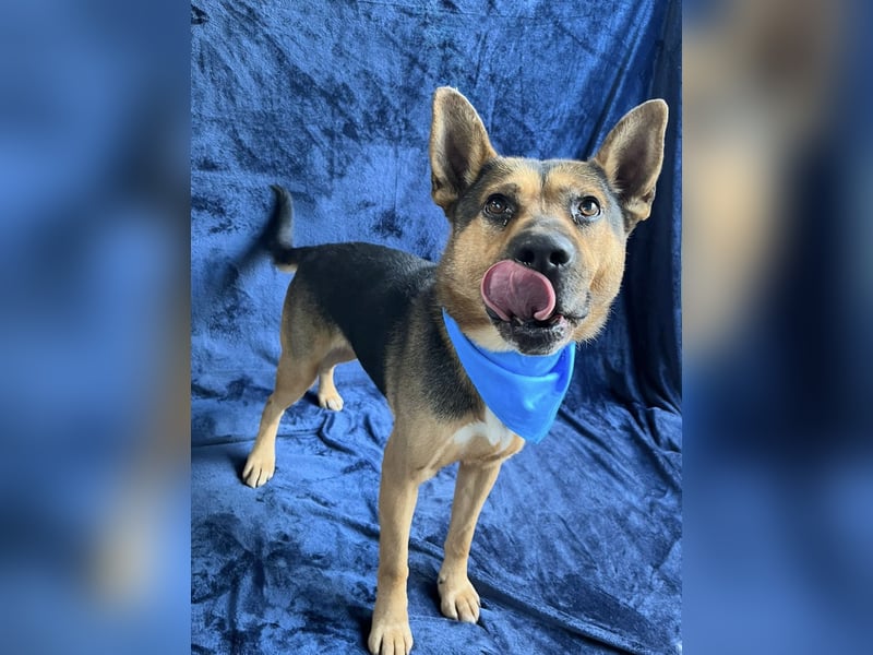 Mancs- Aktiver, sozialverträglicher, kinderlieber Traumrüde