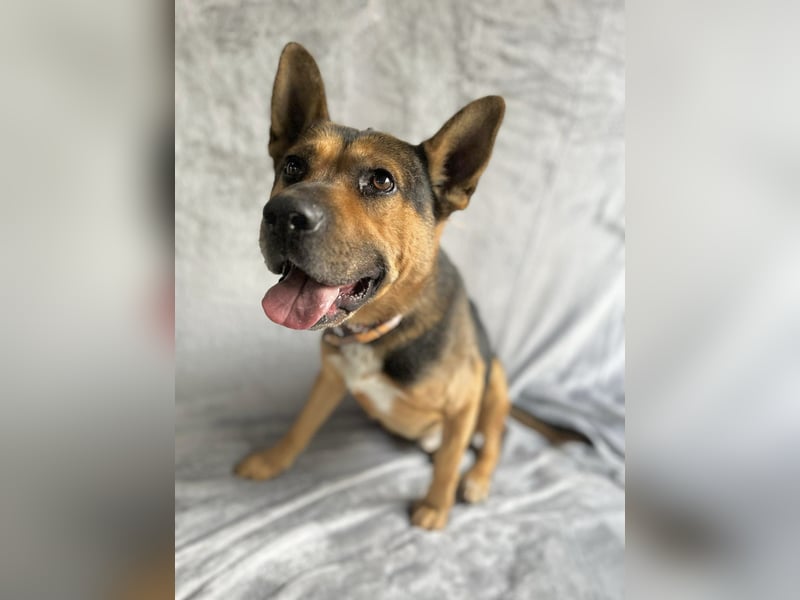 Mancs- Aktiver, sozialverträglicher, kinderlieber Traumrüde