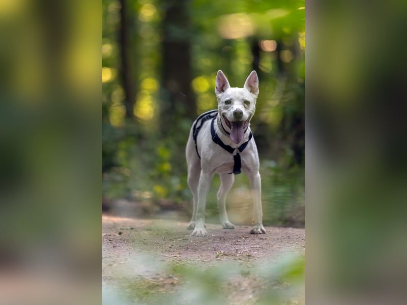 Angel - sportliche menschenbezogene Hündin