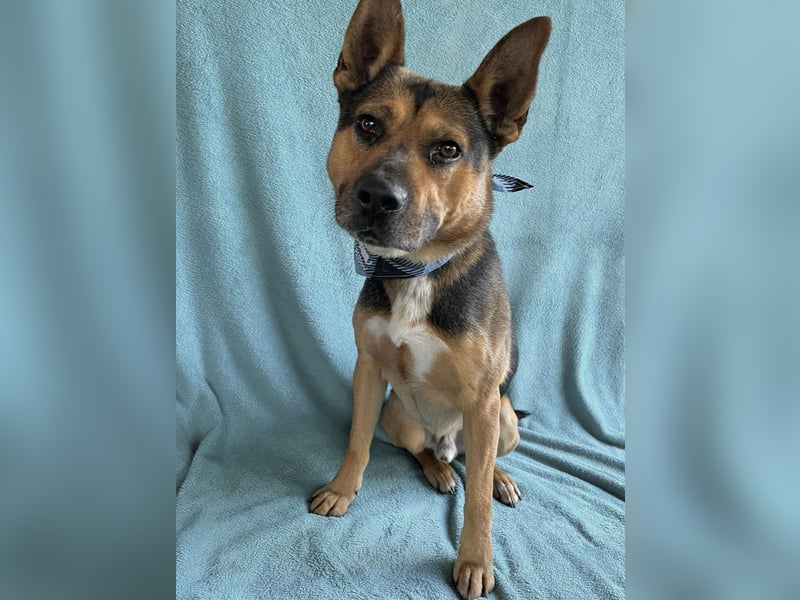 Mancs- Aktiver, sozialverträglicher, kinderlieber Traumrüde