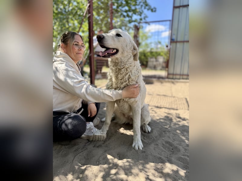 Johara Sanfte Herdenschutzhündin sucht endlich Sicherheit und Geborgenheit!