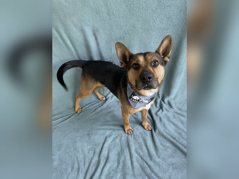 Mancs- Aktiver, sozialverträglicher, kinderlieber Traumrüde