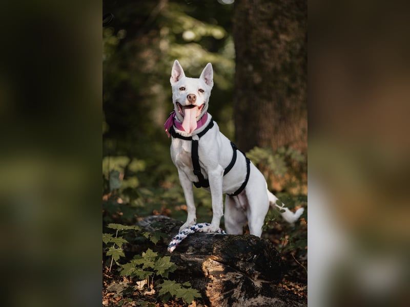 Angel - sportliche menschenbezogene Hündin