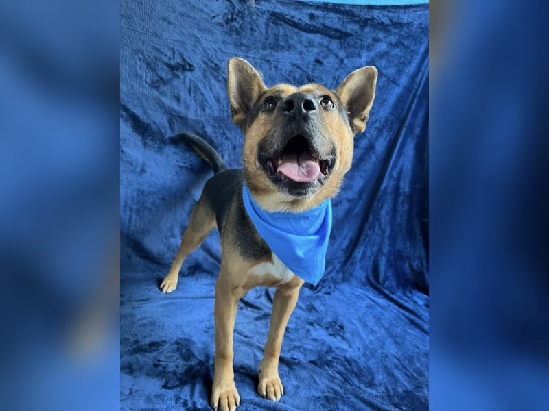 Mancs- Aktiver, sozialverträglicher, kinderlieber Traumrüde