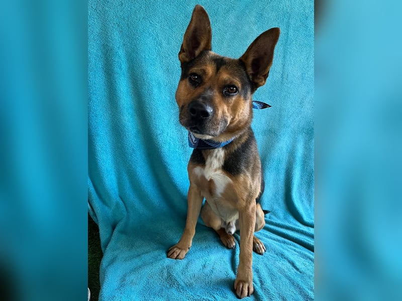 Mancs- Aktiver, sozialverträglicher, kinderlieber Traumrüde