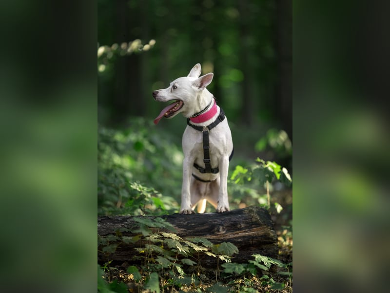 Angel - sportliche menschenbezogene Hündin