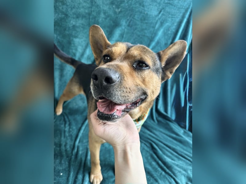 Mancs- Aktiver, sozialverträglicher, kinderlieber Traumrüde