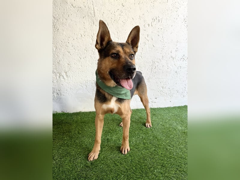 Mancs- Aktiver, sozialverträglicher, kinderlieber Traumrüde