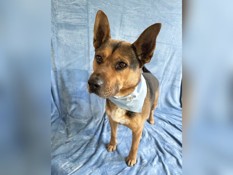 Mancs- Aktiver, sozialverträglicher, kinderlieber Traumrüde