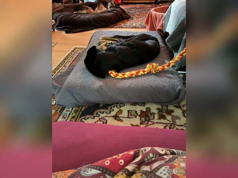 Laima - Freundliche Seele sucht ihr Zuhause