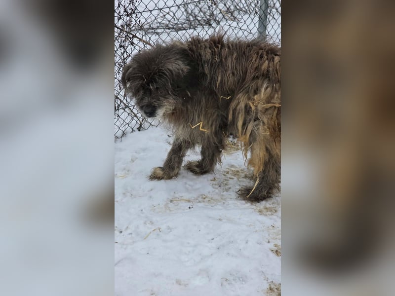 Balu - Gnadenplatz gesucht