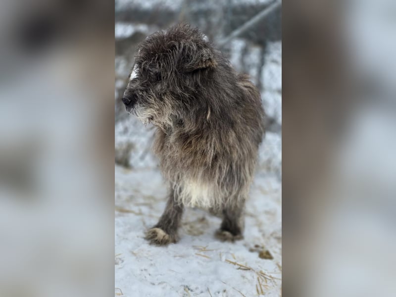 Balu - Gnadenplatz gesucht
