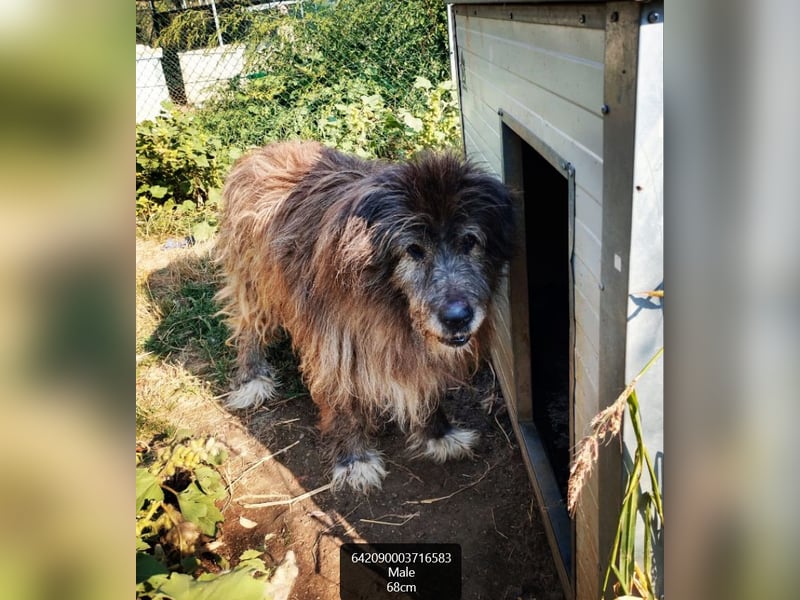 Balu - Gnadenplatz gesucht