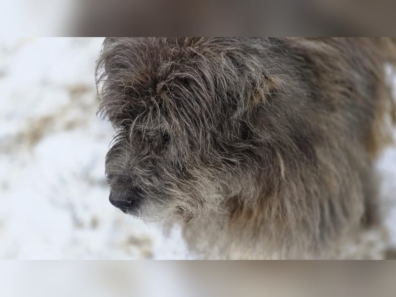 Balu - Gnadenplatz gesucht