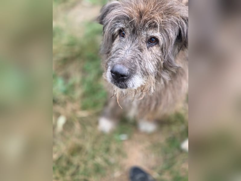 Balu - Gnadenplatz gesucht