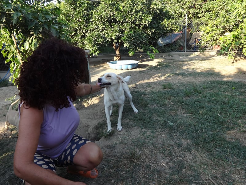 Rüde LUKAS sucht sein Glück