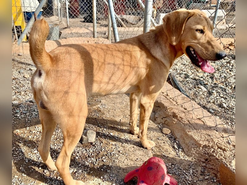Rüde RIO sucht nach seinem Für-immer-Zuhause