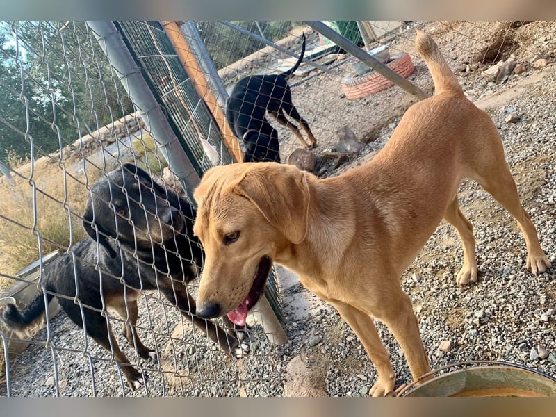 Rüde RIO sucht nach seinem Für-immer-Zuhause