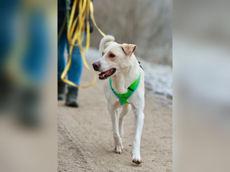 Rüde LUKAS sucht sein Glück
