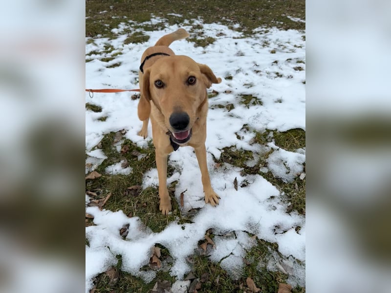 Rüde RIO sucht nach seinem Für-immer-Zuhause