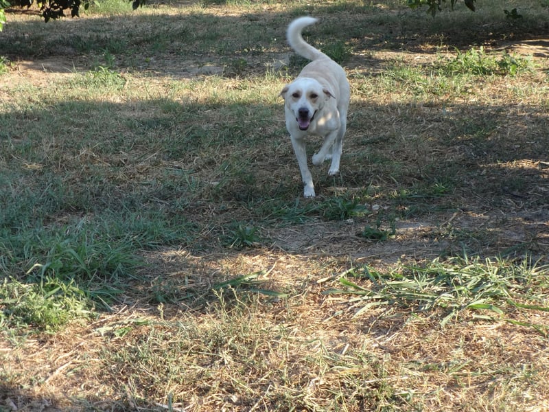 Rüde LUKAS sucht sein Glück