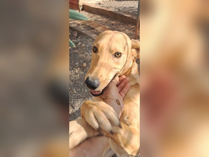 Rüde RIO sucht nach seinem Für-immer-Zuhause