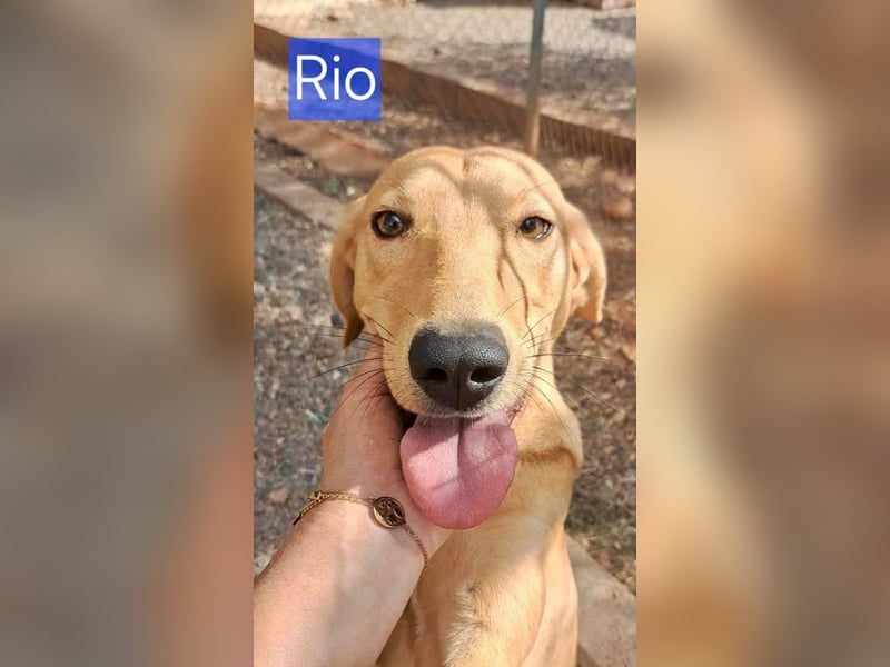 Rüde RIO sucht nach seinem Für-immer-Zuhause