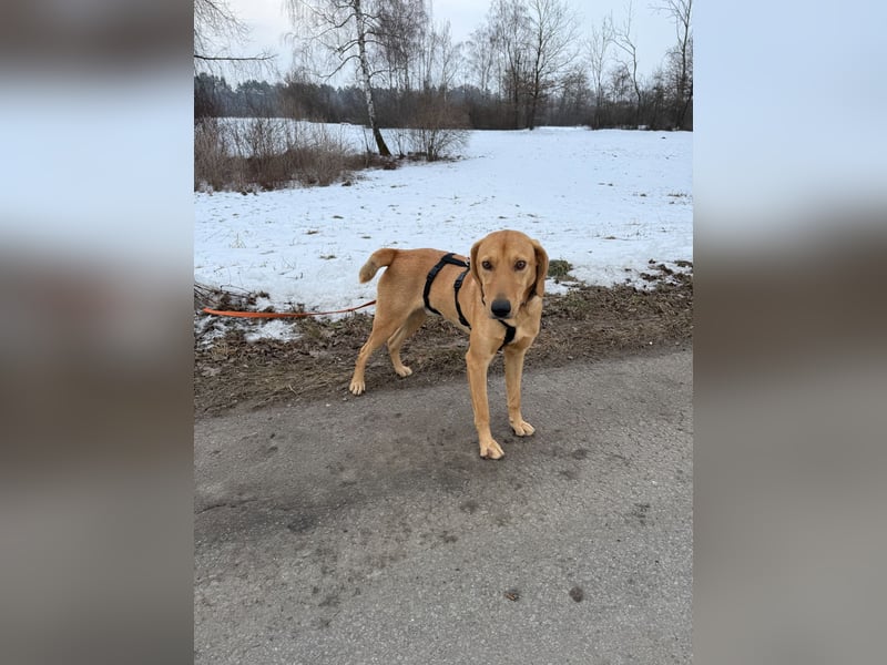 Rüde RIO sucht nach seinem Für-immer-Zuhause