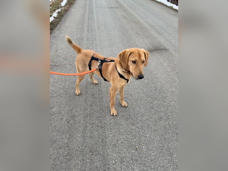 Rüde RIO sucht nach seinem Für-immer-Zuhause