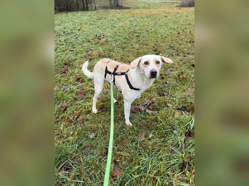 Rüde LUKAS sucht sein Glück
