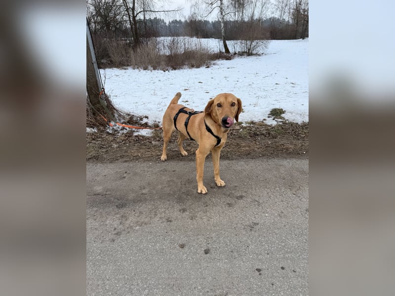 Rüde RIO sucht nach seinem Für-immer-Zuhause