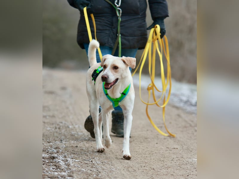 Rüde LUKAS sucht sein Glück