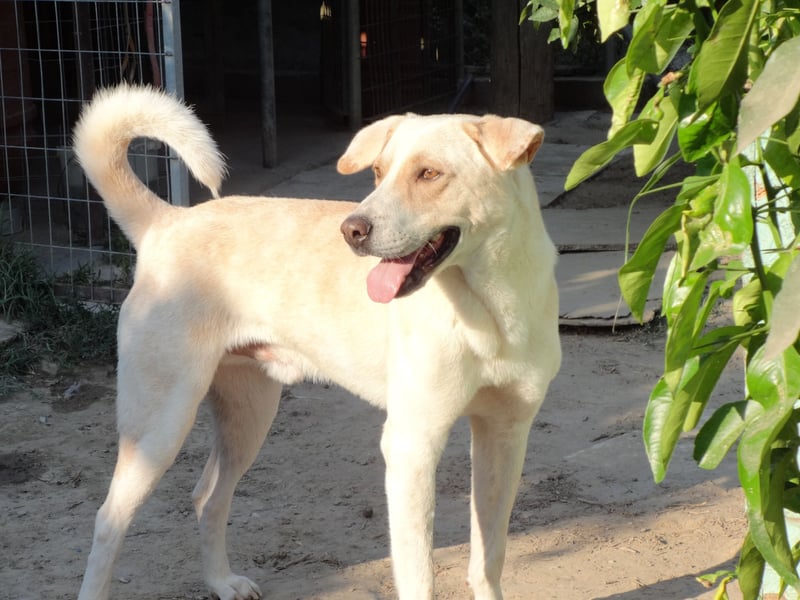 Rüde LUKAS sucht sein Glück