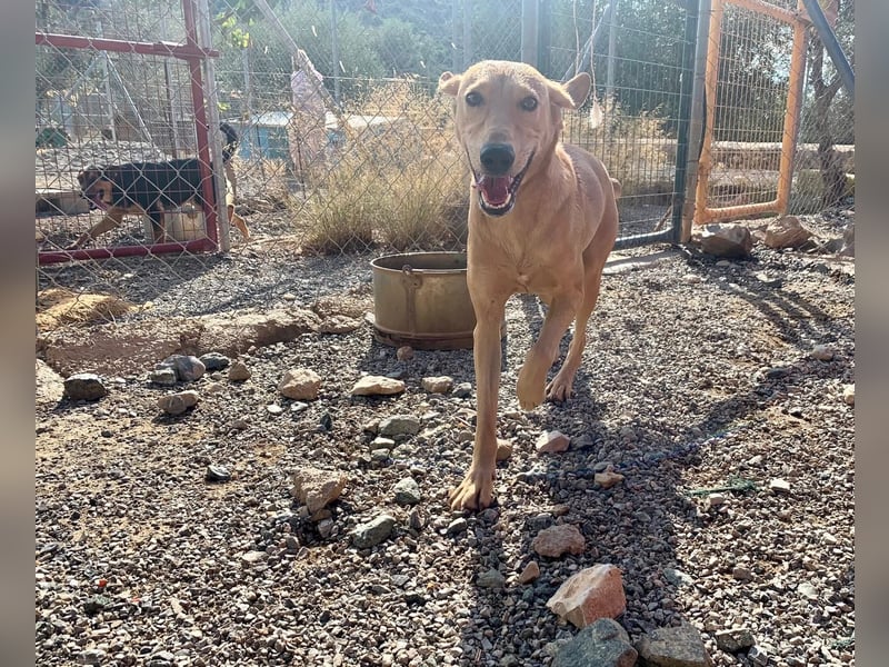 Rüde RIO sucht nach seinem Für-immer-Zuhause